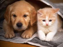 개와고양이